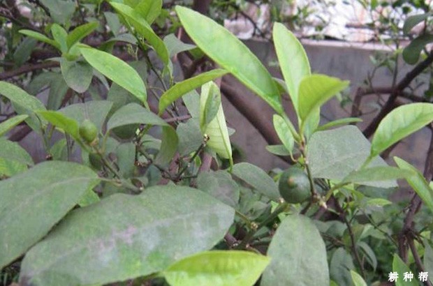 柠檬疮痂病如何防治?附图片 柠檬疮痂病如何防治?附图片