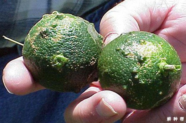 柠檬疮痂病如何防治?附图片 柠檬疮痂病如何防治?附图片