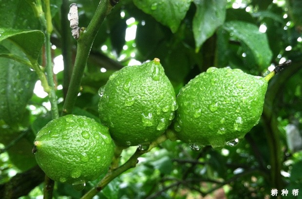 柠檬有哪些功效与作用？