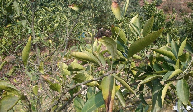 柠檬炭疽病如何防治?附图片 柠檬炭疽病如何防治?附图片