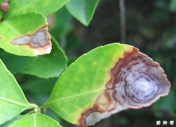 柠檬炭疽病如何防治?附图片 柠檬炭疽病如何防治?附图片