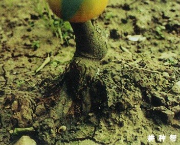 柠檬裂皮病如何防治？附图片