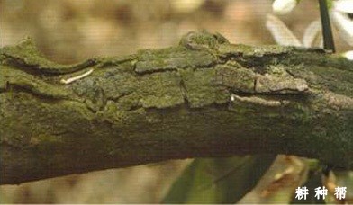 柠檬裂皮病如何防治？附图片