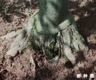 柠檬裂皮病如何防治？附图片