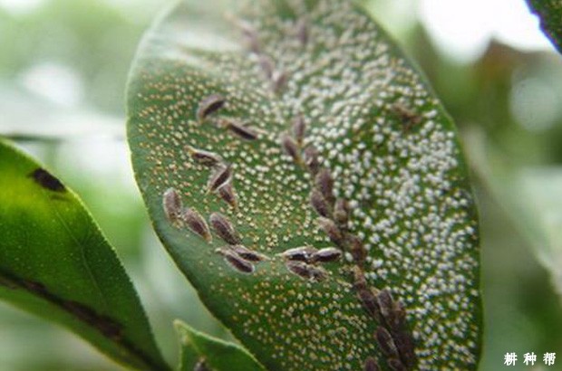 柠檬如何防治矢尖蚧？附图片