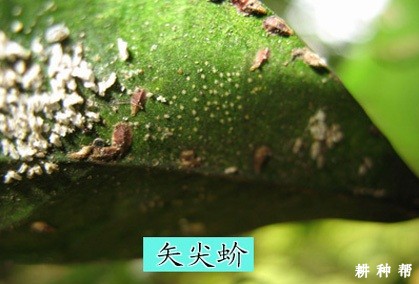 柠檬如何防治矢尖蚧？附图片