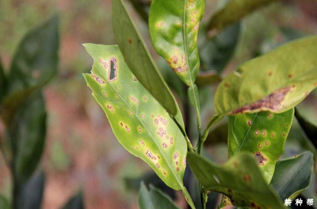 柠檬溃疡病怎么防治？附图片