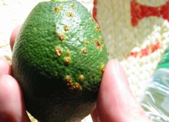 柠檬溃疡病怎么防治？附图片