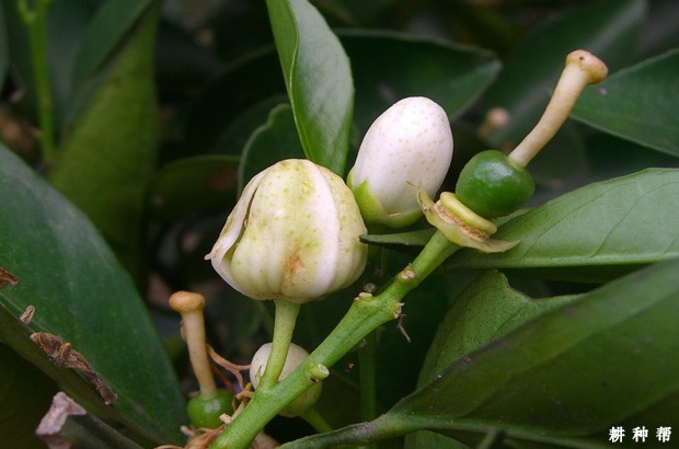 柠檬花蕾蛆如何防治？附图片