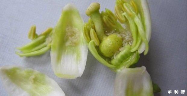 柠檬花蕾蛆如何防治？附图片