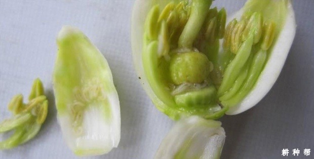 柠檬花蕾蛆如何防治？附图片