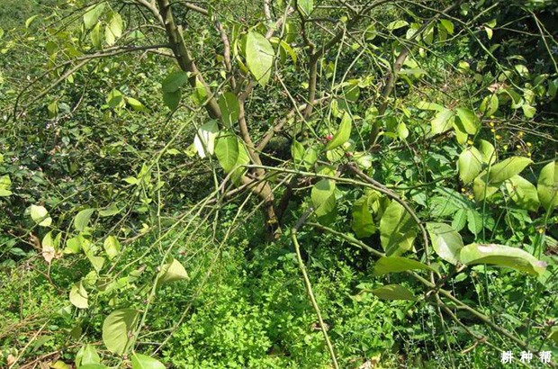 柠檬流胶病怎么防治？附图片