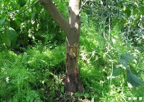 柠檬流胶病怎么防治？附图片