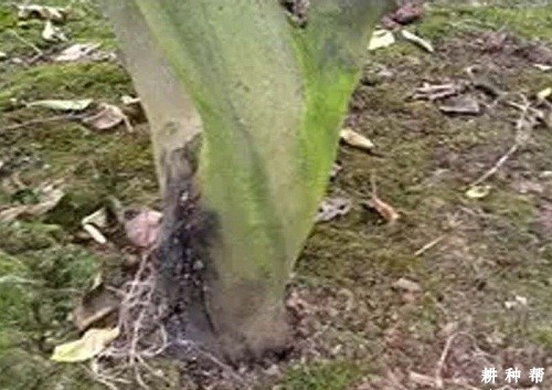 柠檬流胶病怎么防治？附图片