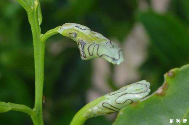 柠檬如何防治潜叶蛾？附图片