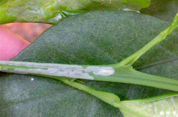柠檬如何防治潜叶蛾？附图片