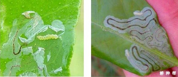 柠檬如何防治潜叶蛾？附图片