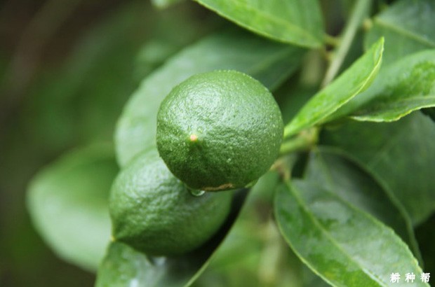 来檬柠檬品种好不好？