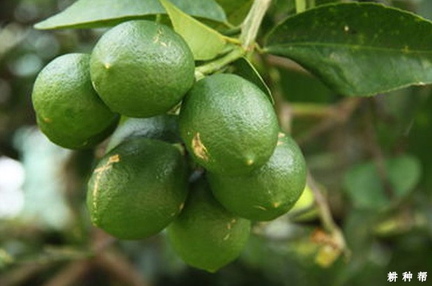 来檬柠檬品种好不好？