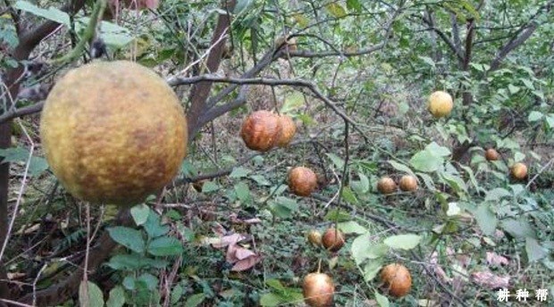 柠檬如何防治锈壁虱？附图片