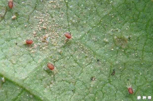 柠檬如何防治红、黄蜘蛛？附图片