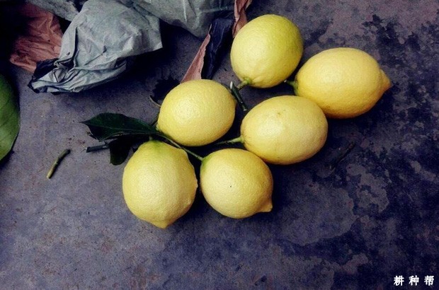 青柠檬和黄柠檬的区别是什么？