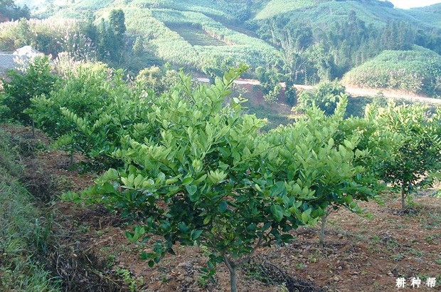 柠檬怎么浇水？