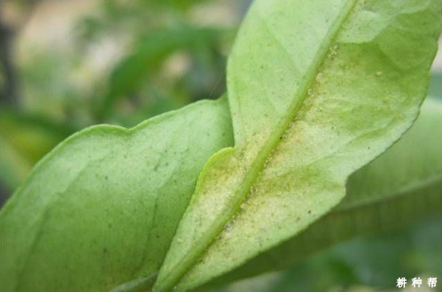 柠檬如何防治红、黄蜘蛛？附图片