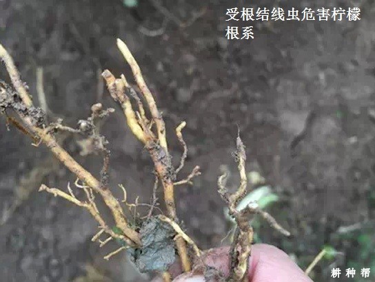 柠檬根结线虫病如何防治？附图片