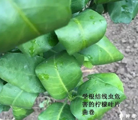 柠檬根结线虫病如何防治？附图片