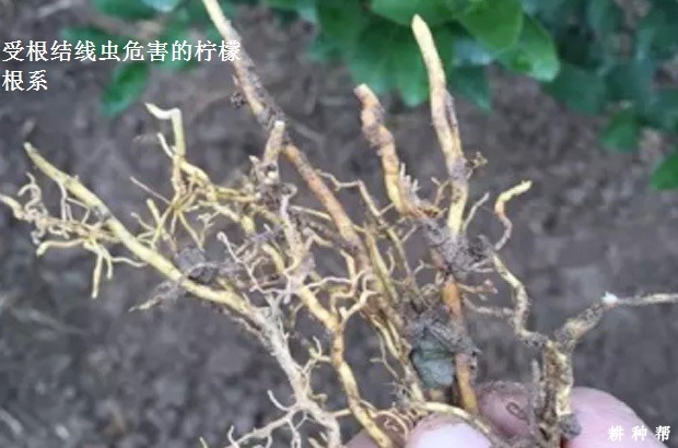 柠檬根结线虫病如何防治？附图片