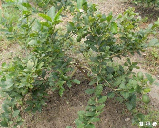 给柠檬施肥有什么要点？