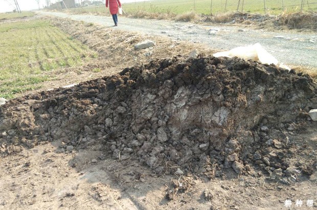 给柠檬施肥有什么要点？