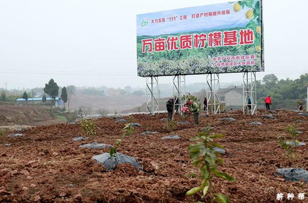 给柠檬施肥有什么要点？