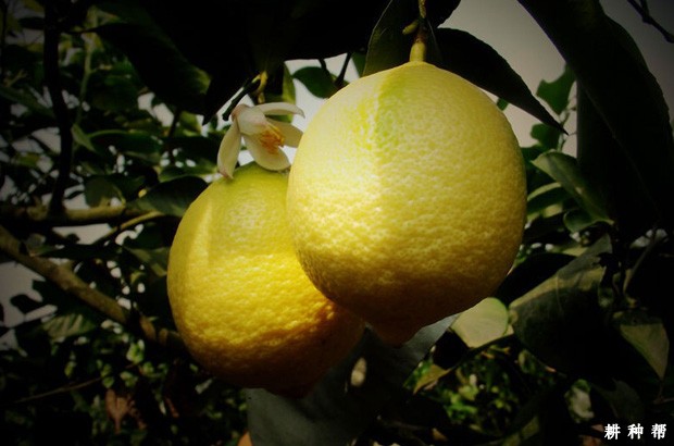 柠檬的采收标准是什么？