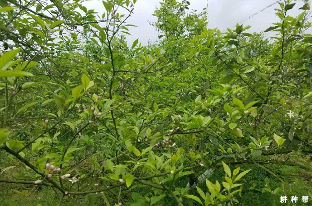 柠檬树如何施肥？