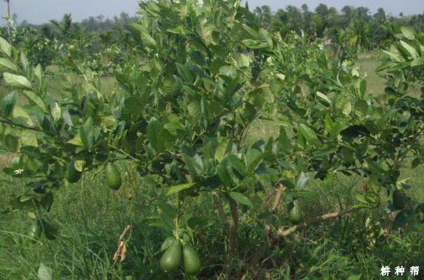 柠檬树如何施肥？