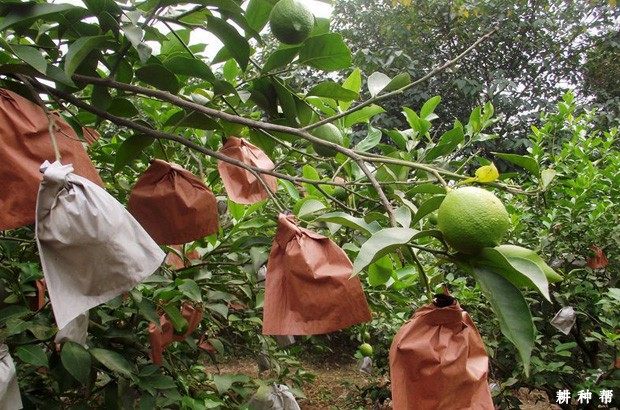 柠檬的采收标准是什么？