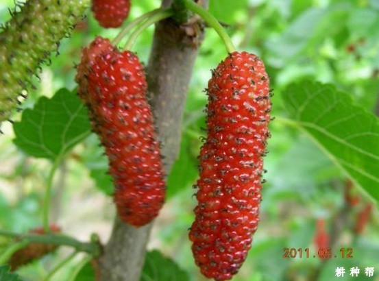 8631、8632果桑品种好不好？