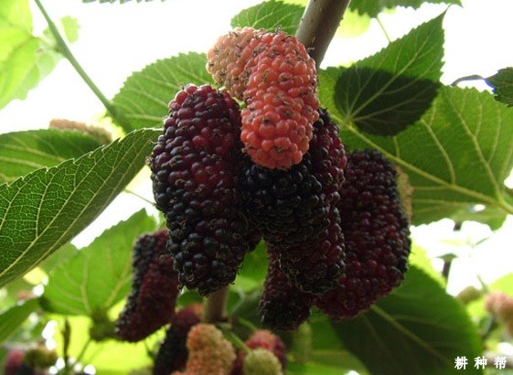 8631、8632果桑品种好不好？