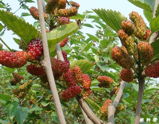 8631、8632果桑品种好不好？