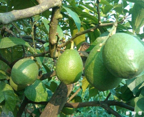 柠檬树种久结果？什么时候施肥好？