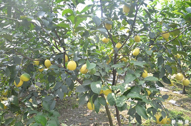 柠檬树种久结果？什么时候施肥好？