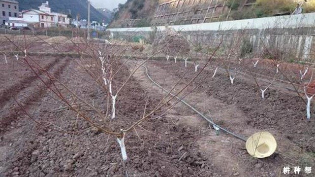 柠檬幼树有哪些促花方法？