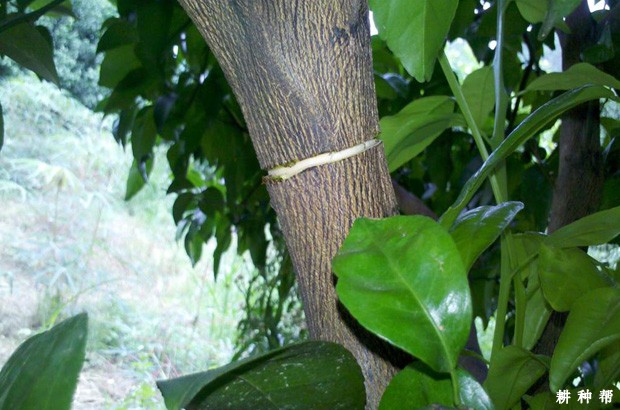 柠檬幼树有哪些促花方法？