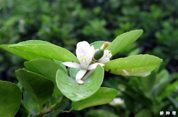 柠檬幼树有哪些促花方法？