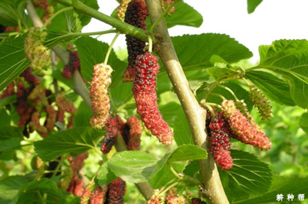 红果果桑品种好不好？