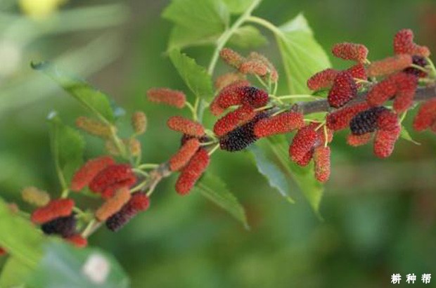 红果果桑品种好不好？