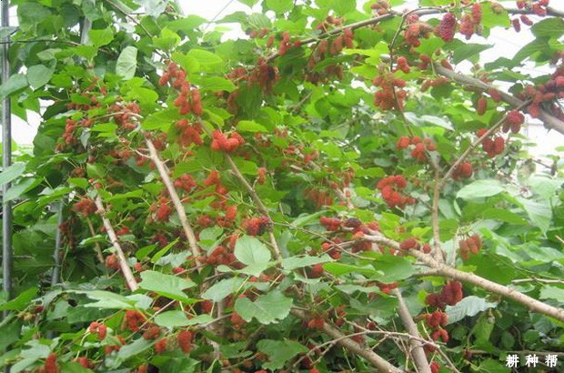 红果果桑品种好不好？