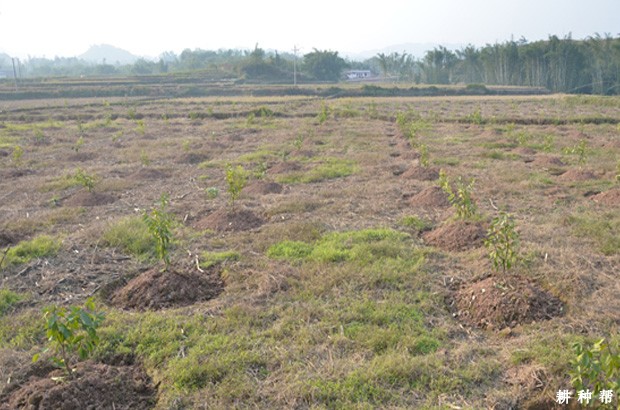 柠檬每亩适宜种植多少棵？